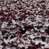 Tűzeső – Heuchera 'Obsidian'