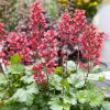Tűzeső – Heuchera 'Paris'