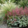 Tűzeső – Heuchera 'Paris'