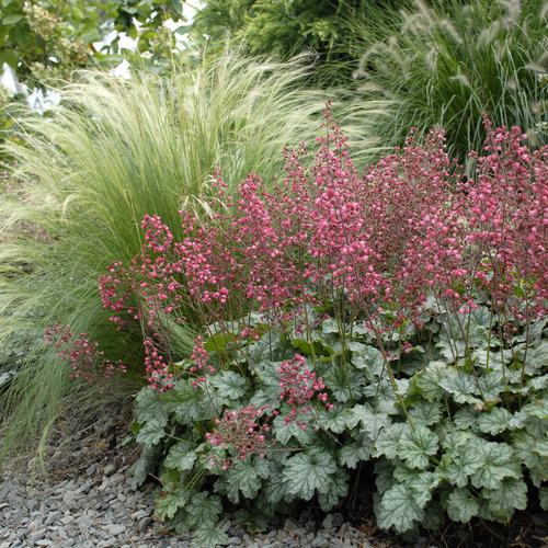 Tűzeső – Heuchera 'Paris'