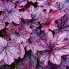 Tűzeső – Heuchera 'Shanghai'