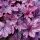 Tűzeső – Heuchera 'Shanghai'