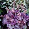 Tűzeső – Heuchera 'Shanghai'
