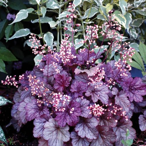 Tűzeső – Heuchera 'Shanghai'