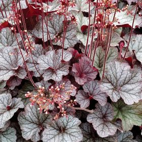 Tűzeső – Heuchera 'Silver Scrolls'