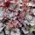 Tűzeső – Heuchera 'Silver Scrolls'