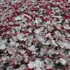 Tűzeső – Heuchera 'Silver Scrolls'