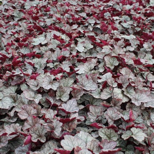 Tűzeső – Heuchera 'Silver Scrolls'