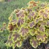 Turbáncső – Heucherella 'Solar Power'