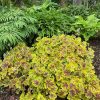 Turbáncső – Heucherella 'Solar Power'