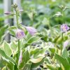 Árnyékliliom – Hosta 'Diamonds are Forever'