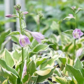Árnyékliliom – Hosta 'Diamonds are Forever'