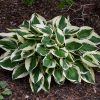 Árnyékliliom – Hosta 'Diamonds are Forever'