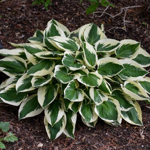 Árnyékliliom – Hosta 'Diamonds are Forever'