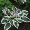 Árnyékliliom – Hosta 'Firn Line'