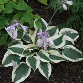 Árnyékliliom – Hosta 'Firn Line'