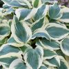 Árnyékliliom – Hosta 'Firn Line'