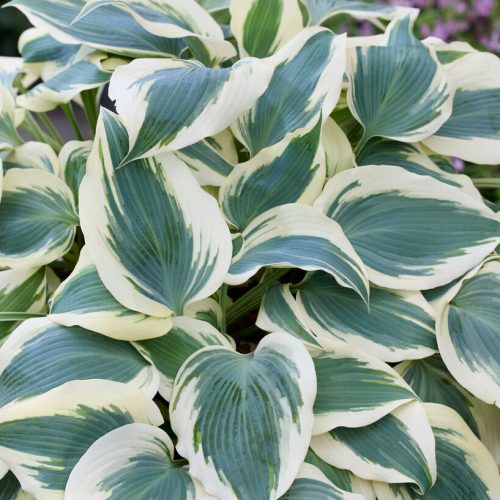 Árnyékliliom – Hosta 'Firn Line'