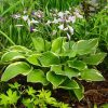 Árnyékliliom – Hosta fortunei 'Aureomarginata'