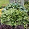 Árnyékliliom – Hosta fortunei 'Aureomarginata'