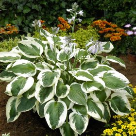 Árnyékliliom – Hosta fortunei 'Minuteman'