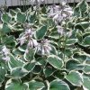 Árnyékliliom – Hosta fortunei 'Minuteman'