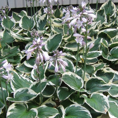 Árnyékliliom – Hosta fortunei 'Minuteman'