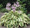 Árnyékliliom – Hosta fortunei 'Patriot'