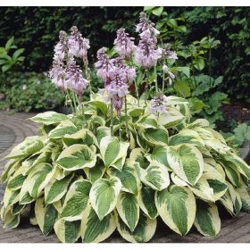 Árnyékliliom – Hosta fortunei 'Patriot'