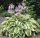 Árnyékliliom – Hosta fortunei 'Patriot'