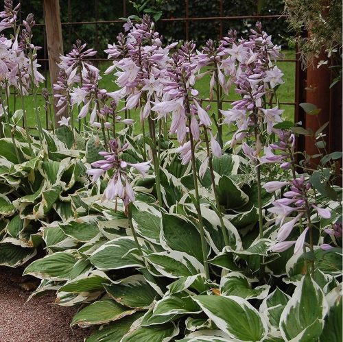 Árnyékliliom – Hosta fortunei 'Patriot'