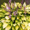 Árnyékliliom – Hosta 'Lakeside Banana Bay'