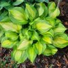 Árnyékliliom – Hosta 'Lakeside Banana Bay'