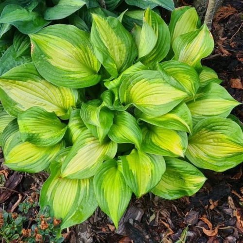 Árnyékliliom – Hosta 'Lakeside Banana Bay'