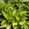 Árnyékliliom – Hosta 'Lakeside Little Tuft'