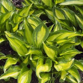 Árnyékliliom – Hosta 'Lakeside Little Tuft'