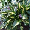 Árnyékliliom – Hosta 'Lakeside Little Tuft'