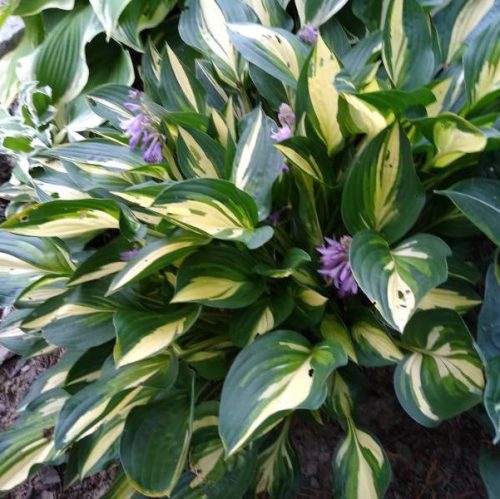 Árnyékliliom – Hosta 'Lakeside Little Tuft'
