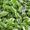 Árnyékliliom – Hosta 'Queen Josephine'