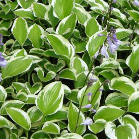 Árnyékliliom – Hosta 'Queen Josephine'