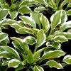 Árnyékliliom – Hosta 'Queen Josephine'