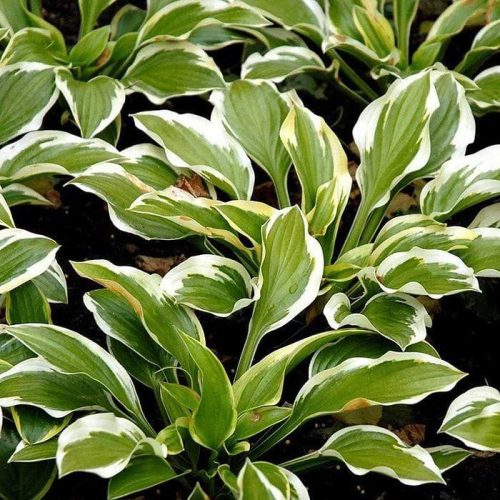 Árnyékliliom – Hosta 'Queen Josephine'