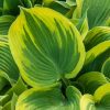 Árnyékliliom – Hosta sieboldiana 'Broad Band'