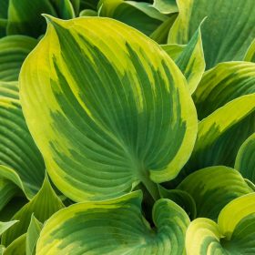 Árnyékliliom – Hosta sieboldiana 'Broad Band'