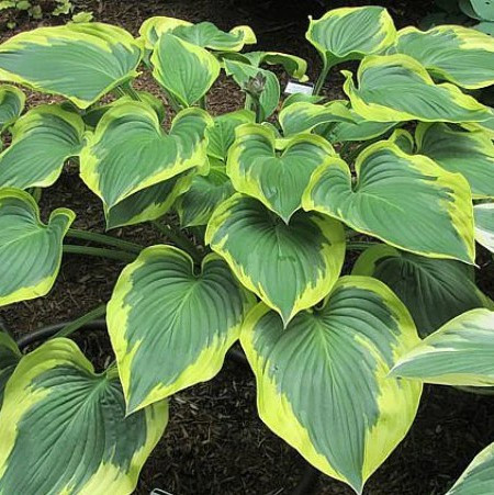 Árnyékliliom – Hosta sieboldiana 'Broad Band'