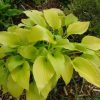 Árnyékliliom – Hosta 'Sunny Halcyon'