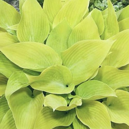 Árnyékliliom – Hosta 'Sunny Halcyon'