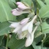 Árnyékliliom – Hosta 'T. Rex'