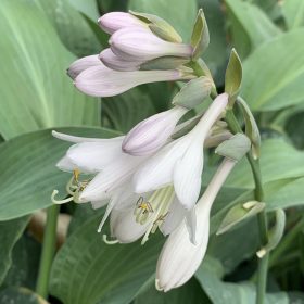Árnyékliliom – Hosta 'T. Rex'