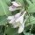 Árnyékliliom – Hosta 'T. Rex'